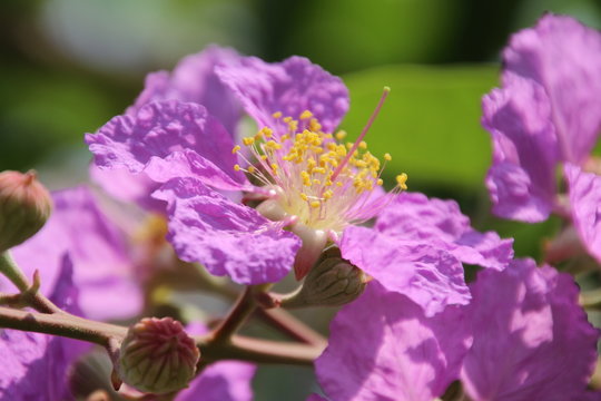 Lagerstroemia speciosa (L.) Pers. Queen's Flower, Queen's crape myrtle, Pride of India, Jarul, Pyinma, is Purple flower.