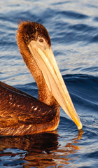 Sunlit pelican