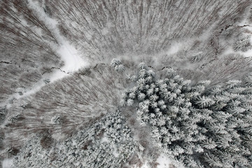 Aerial view above the frozen forest