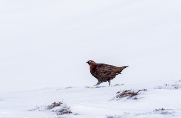 A Male Red Grouse on the spring snowfields above Glenshee in Scottish Highlands looking for food