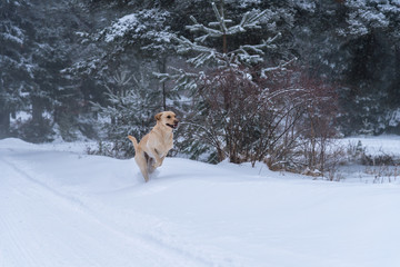 Labrador in snow.