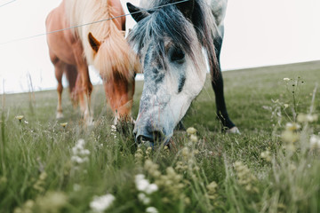 close-up view of beautiful icelandic horses grazing on green pasture © LIGHTFIELD STUDIOS