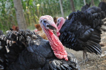 male turkey