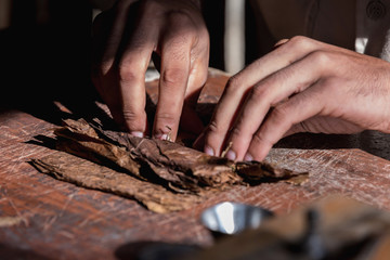 Close-up of hands wrapped from the dry tobacco leaves of a true Cuban cigar.