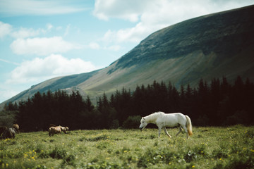 beautiful icelandic horses grazing on green pasture