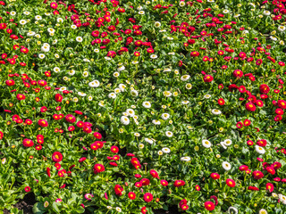 Fototapeta premium bunte Bellis perennis im Blumenbeet