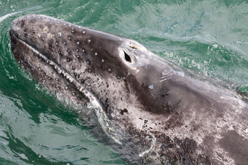 Grey whale calf