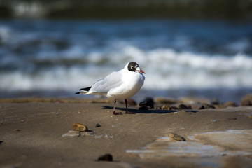 Seagull sitting on the beach, in the background the Baltic Sea, Poland