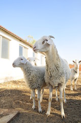 Fototapeta premium In the pasture flocks of rest