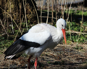 white stork (Ciconia ciconia) on meadow