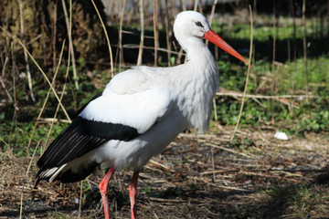 white stork (Ciconia ciconia) on meadow
