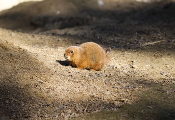 Black tailed prairie dog (Cynomys ludovicianus) standing alert