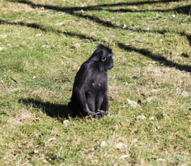 Celebes crested macaque (Macaca nigra)