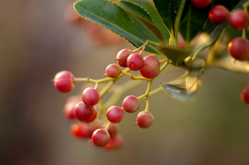 winter fruit / sunset