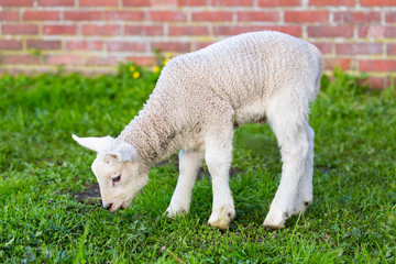 Obraz na płótnie Canvas Newborn white lamb eating grass in spring