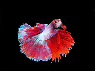 Siamese fighting fish. Betta Splenders. Half moon fish. Swimming fish.