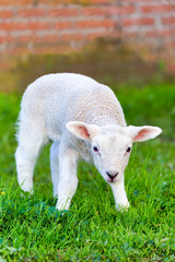 Newborn white lamb stands in green grass