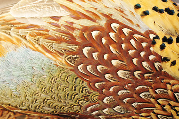 Naklejka na ściany i meble Texture pheasant feather
