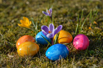 Several colorful Easter eggs lying on grass with crocuses
