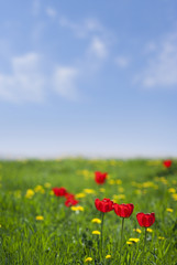 bright floral sunny summer day empty background with green grass, yellow and red flowers and blue sky. copy space for text