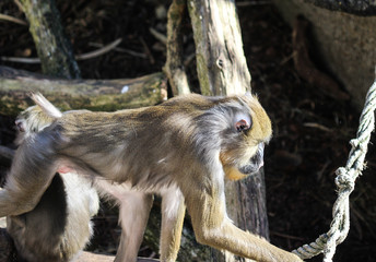 mandrill monkey (Mandrillus sphinx)