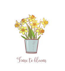 Bouquet of yellow daffodiles on white background