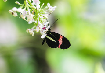 red postman or red passion flower butterfly (Heliconius erato) collecting nectar from flower