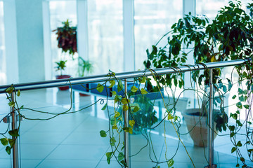 Green eco building office interior with plant tree garden inside for fresh ozone air in city