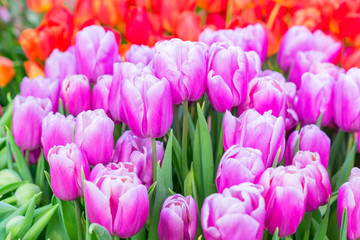 blooming field of colorful tulips, close up