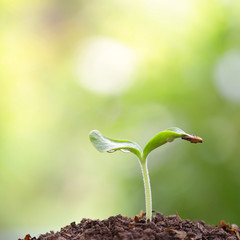 Small tree growing