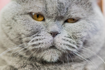 portrait of shothair gray british cat