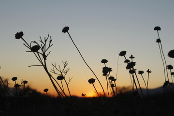 Fototapeta premium Atardecer
