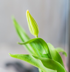 single yellow tulip on gray background