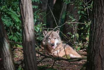 Wolf in the forest