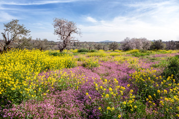 Green hills, flowering trees and flowers, beautiful spring landscape