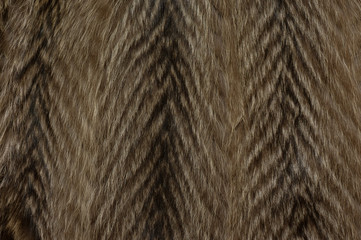 Texture of a raccoon fur