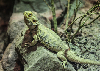central bearded dragon lizard (Pogona vitticeps)