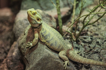 Naklejka na ściany i meble central bearded dragon lizard (Pogona vitticeps)