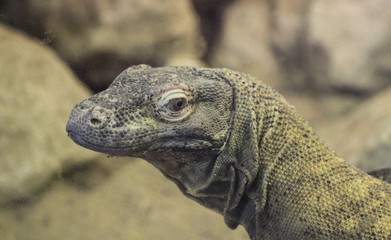 close up of Komodo dragon (Varanus komodoensis)