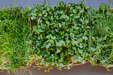 Fresh mixed microgreens on a wooden table