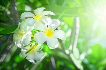 Abwaschbare Fototapete Frangipani Frangipani-Blüten