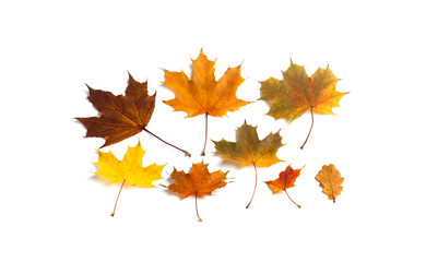 Fototapeta na wymiar Multicolored autumn leaves set on white background. Yellow orange brown leaves of maple and oak tree. Beautiful autumnal ornamental concept.