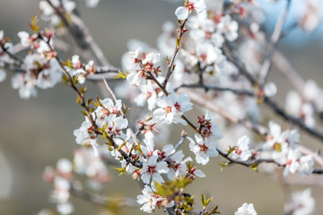 Beautiful natural floral background and texture, flowering almond tree