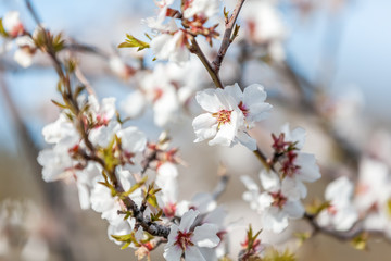 Beautiful natural floral background and texture, flowering almond tree