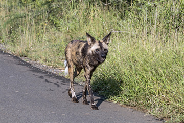 African Painted wild dog  at Hluhluwe-Imfolozi Wildlife Park