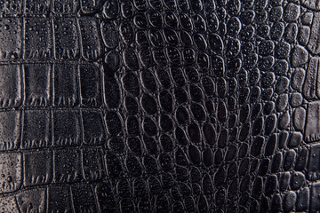 Glossy crocodile or snake skin leather background. Black texture covered with water drops