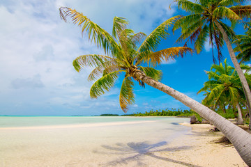 Palm tree on the beach, French Polynesia