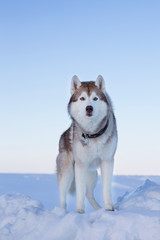 Portrait of gorgeous dog breed siberian husky standing on the ice floe. Free and prideful Husky topdog is observing the endless frozen sea and snow.