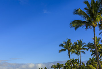 Fototapeta na wymiar Palms in background in Maui, Hawaii, USA
