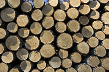 A pile of cut tree - background